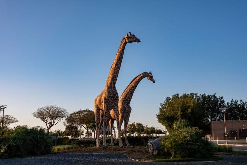 Jirafas