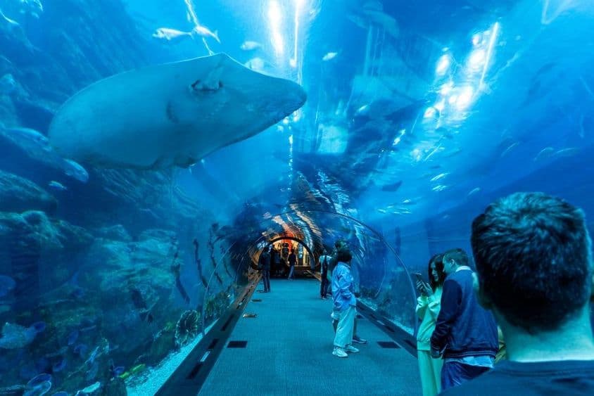 Acuario de Dubái, túnel subacuático con personas caminando y una gran mantarraya nadando por encima.