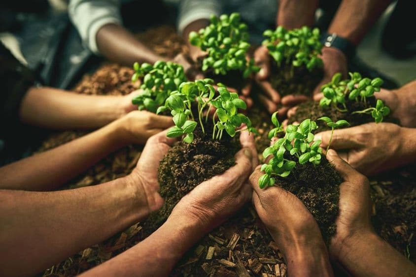 Manos humanas sosteniendo plantas verdes con raíces cubiertas de tierra.