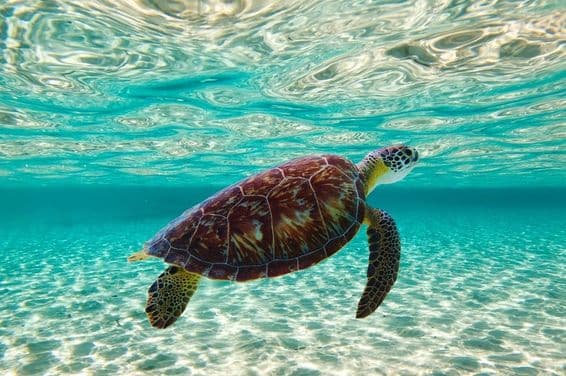 Una tortuga nadando en el mar.