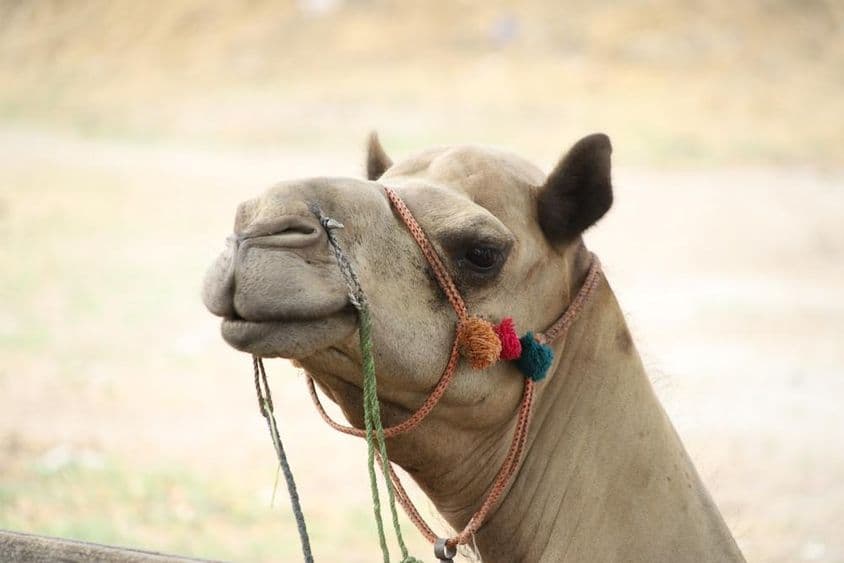 Un camello con coloridas cuerdas sobre él.