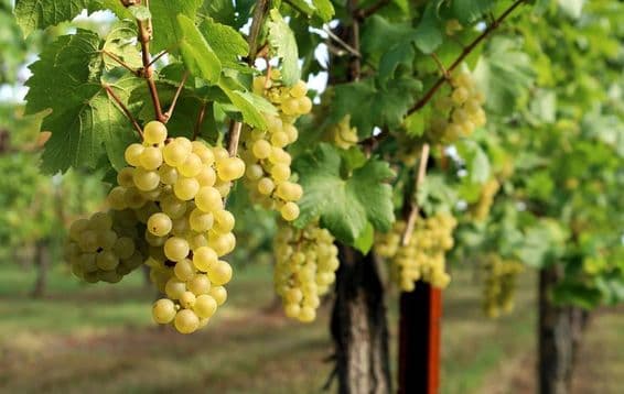 La imagen muestra una vid con uvas maduras colgando.