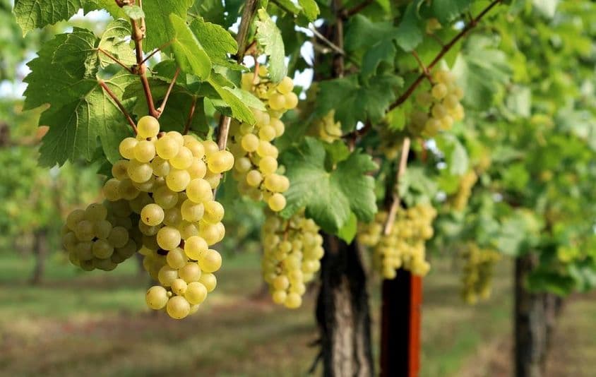 La imagen muestra una vid con uvas maduras colgando.