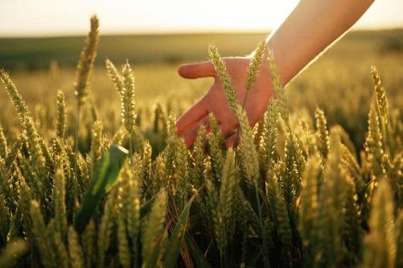 Un campo de trigo acariciado suavemente por una mano.