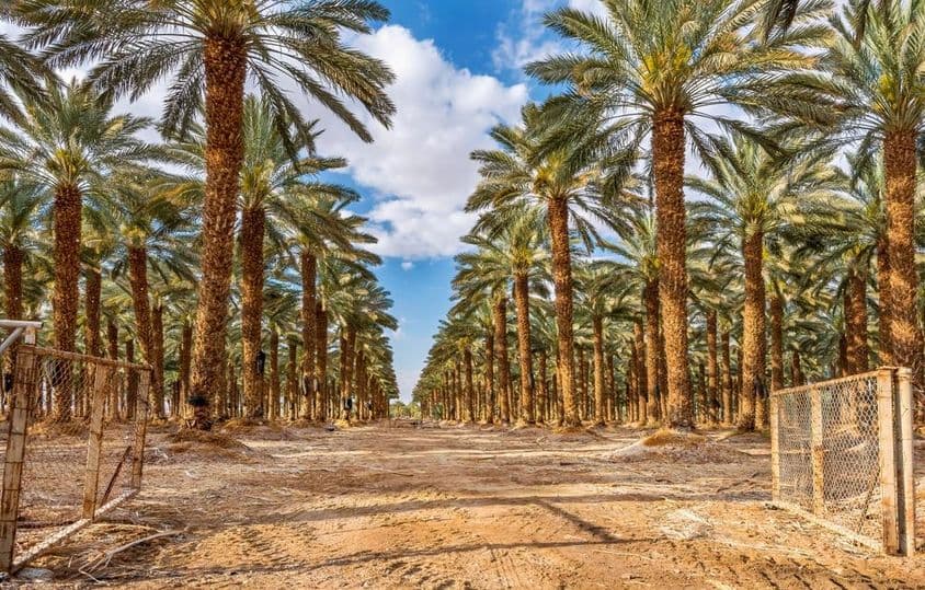 Bosque tropical plantado en un desierto.