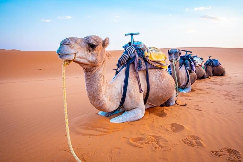 Camellos acostados en el desierto con monturas en sus espaldas, descansando sobre la arena del desierto.