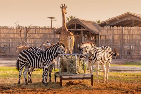 Dos cebras comiendo con una jirafa visible detrás de ellas en el Dubai Safari Park.
