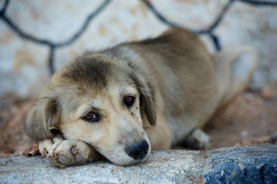un lindo perrito acostado en el suelo.