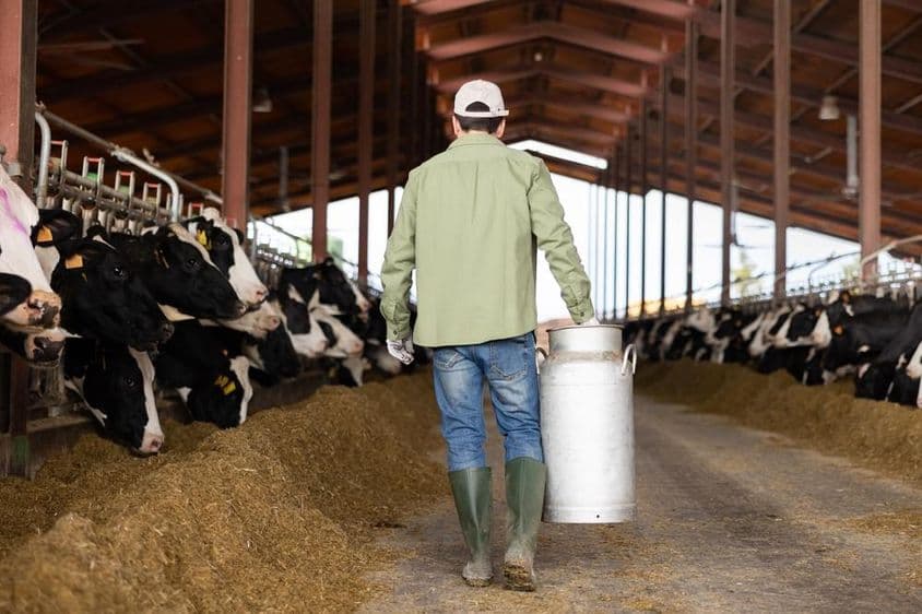 Vacas a ambos lados, hombre llevando jarra de leche en el centro