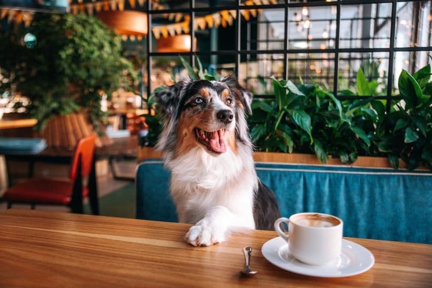 Perro sentado en una mesa de café con una taza de café frente a él.