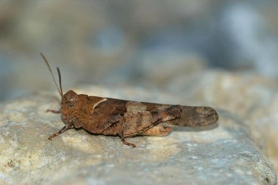 Langosta descansando sobre una roca.