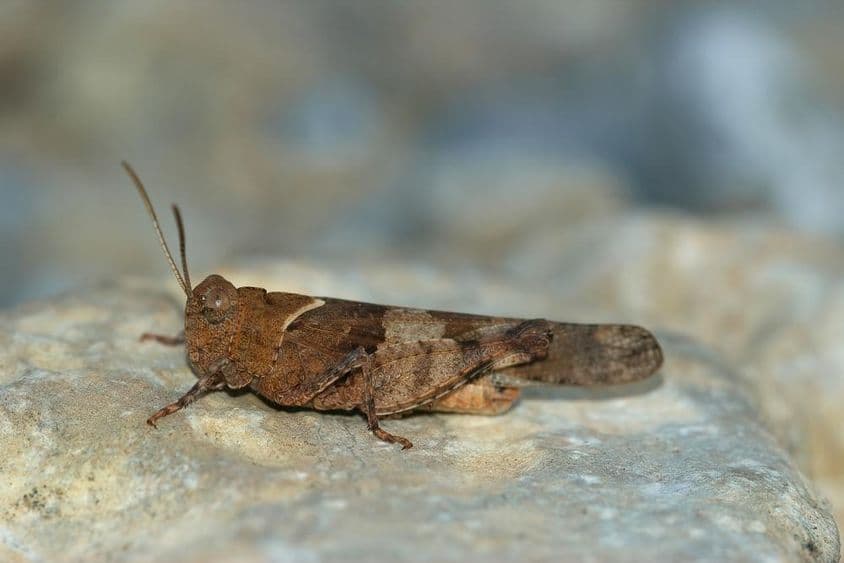 Langosta descansando sobre una roca.