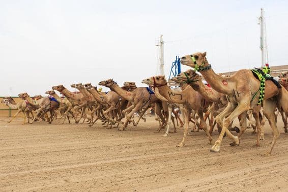 Carrera de camellos en Dubái.