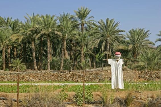 Área agrícola de EAU con espantapájaros en primer plano.