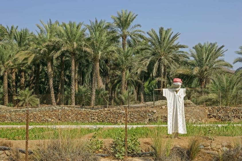 Área agrícola de EAU con espantapájaros en primer plano.