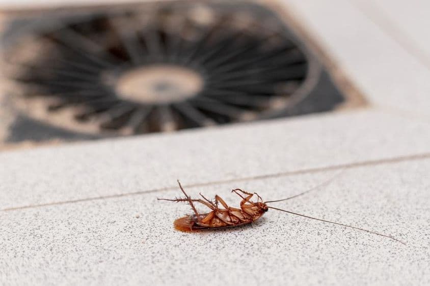 Cucaracha tumbada de espaldas en la piedra.