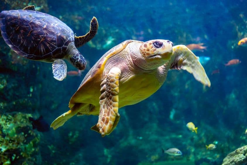 Tortugas marinas.
