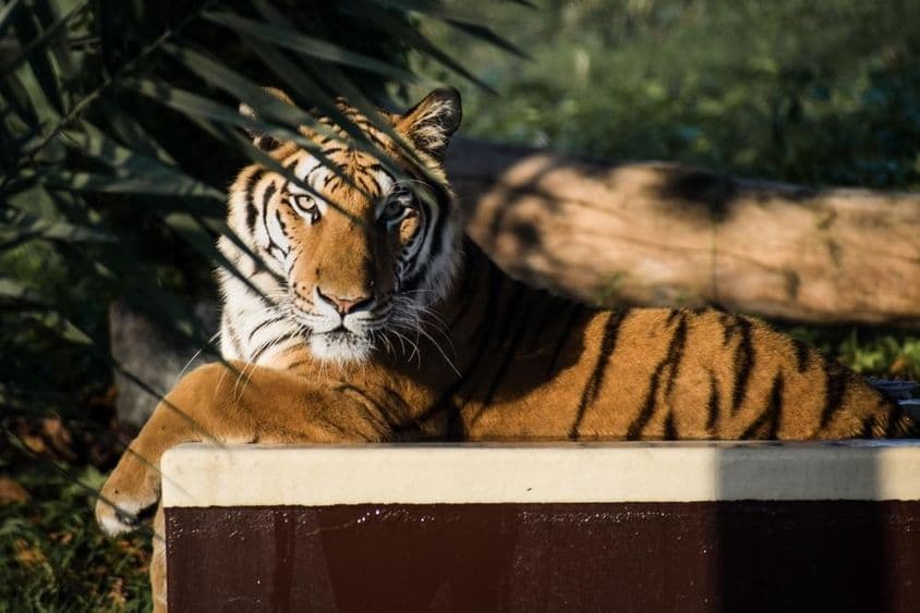 Tigre tumbado a la sombra.