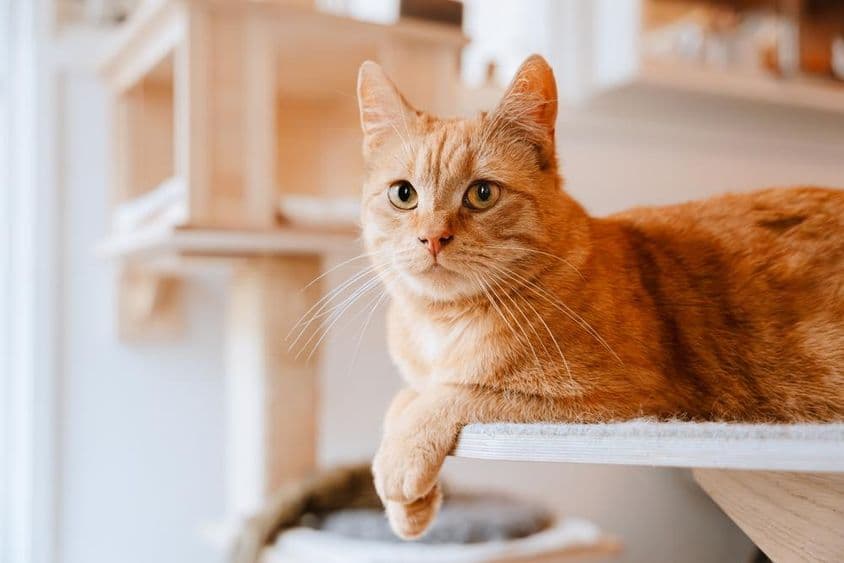 Gato tumbado y observando.