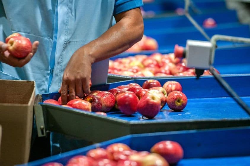 Un hombre clasificando manzanas en una planta de envasado.