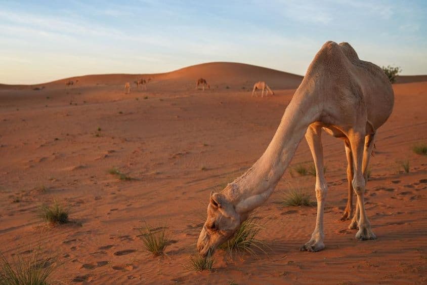 Camello pastando en un parche de hierba en el desierto.