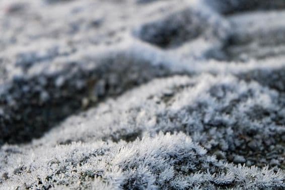 Hierba congelada, flores silvestres congeladas.