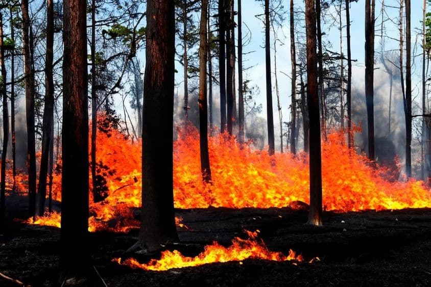 Un incendio forestal sucede en Los Ángeles, Malibu, EE.UU.