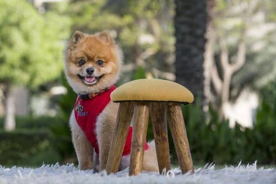 Perro Pomerania de pura raza con camiseta roja.
