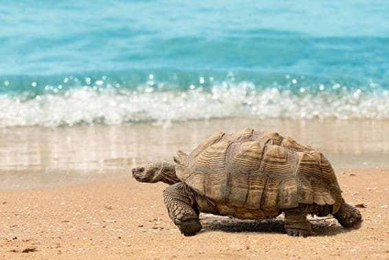 Gigante tortuga paseándose por una playa arenosa frente a un mar azul y brillante.