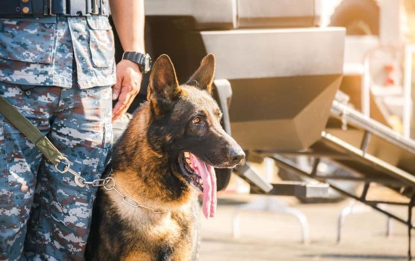 Perro Pastor Alemán K9.