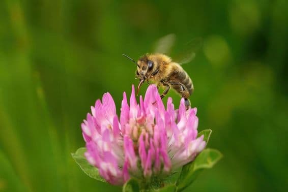 Abeja zumbando con probóscide extendida sobre flor de trébol rosa.