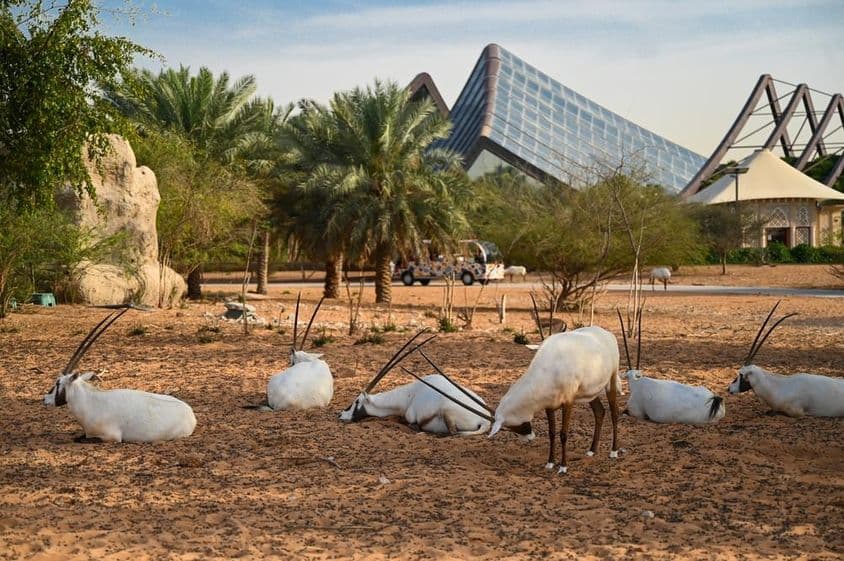 Emiratos Árabes Unidos, Parque Safari de Dubai.