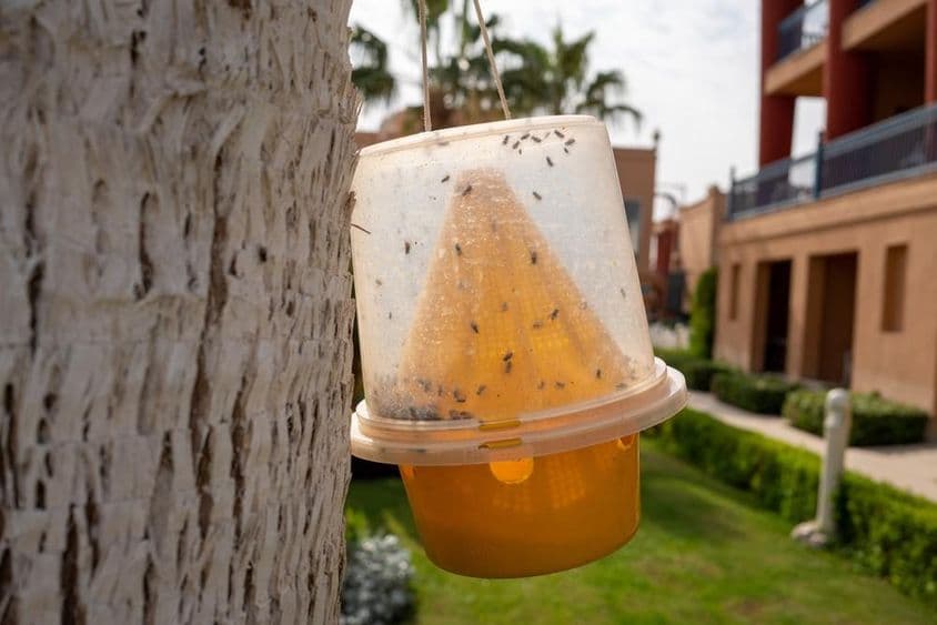 Trampa para insectos, como mosquitos y moscas.