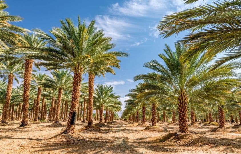 Plantación de palmeras para producción de alimentos saludables.
