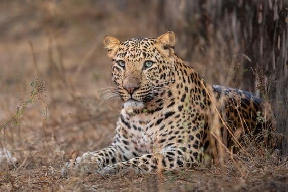 Leopardo macho grande sentado en el césped.
