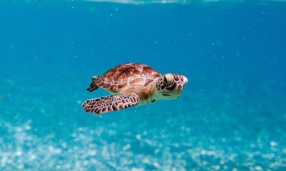 Una adorable tortuga pequeña nada decidida, moviendo rápidamente sus aletas para impulsarse hacia adelante.