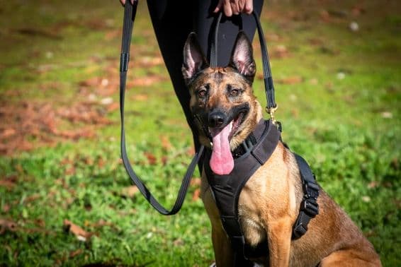 Perro K9 en entrenamiento.