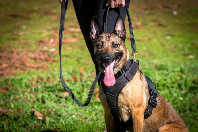 Perro K9 en entrenamiento.