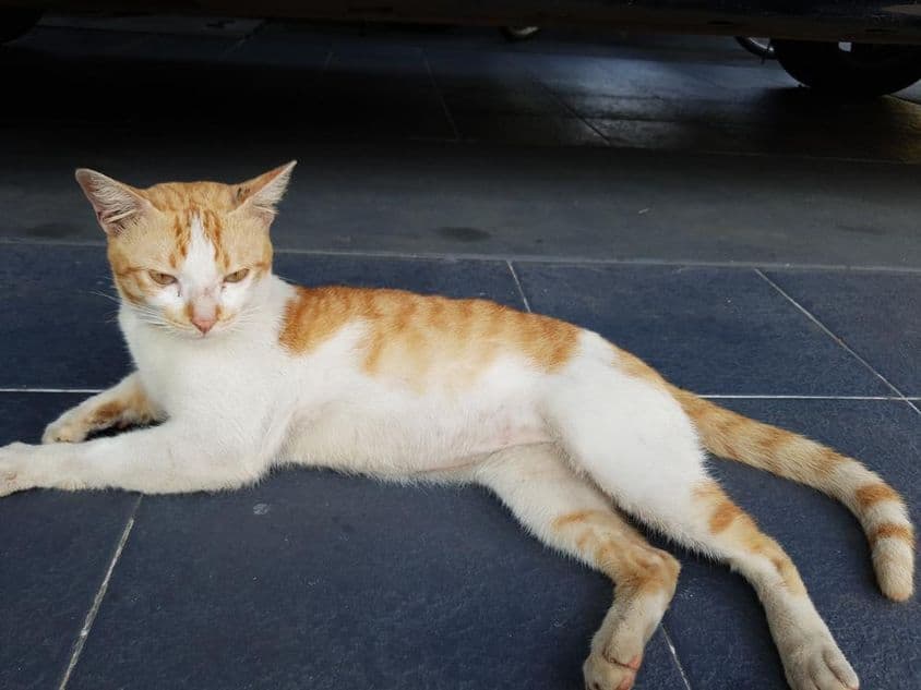 El Mau Árabe, una raza de gato doméstico.