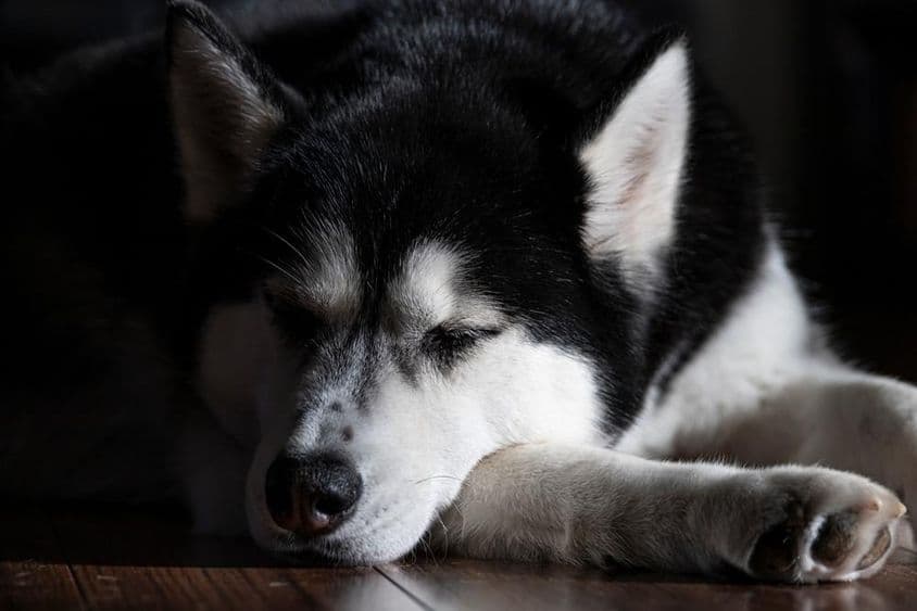 Un husky siberiano durmiendo en una habitación.