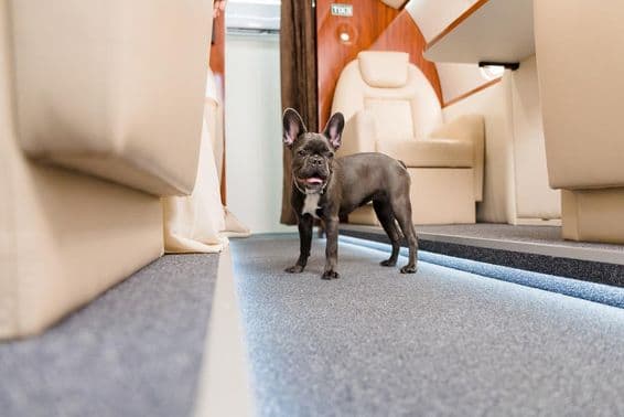 Bulldog francés caminando en un avión.