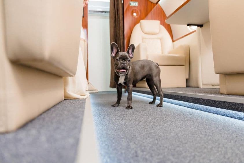 Bulldog francés caminando en un avión.