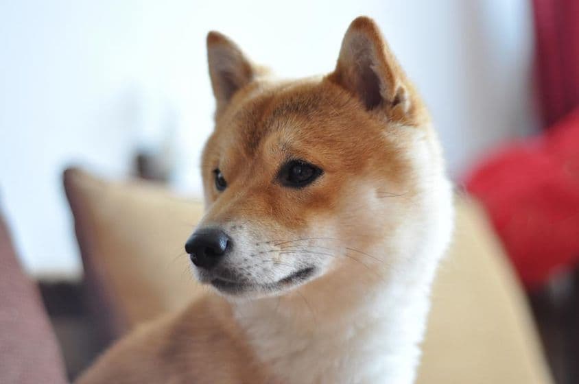 Primer plano de un perro Shiba Inu joven.