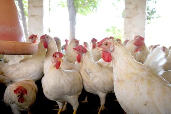Grupo de pollos blancos saludables en una granja avícola.