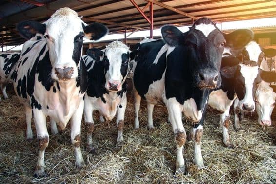 Varias vacas lecheras en un establo.