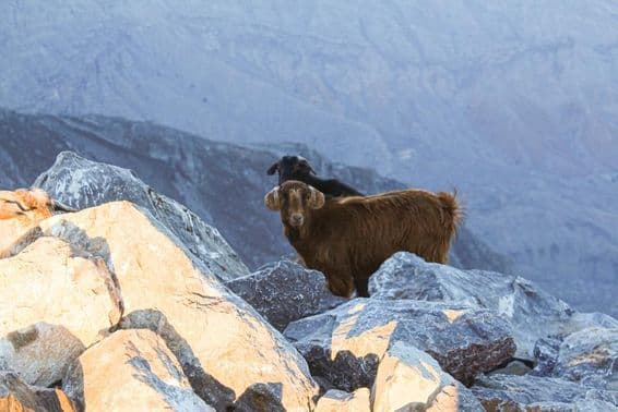 Se observa el Tahr Árabe en Jebel Jais, Ras Al Khaimah.