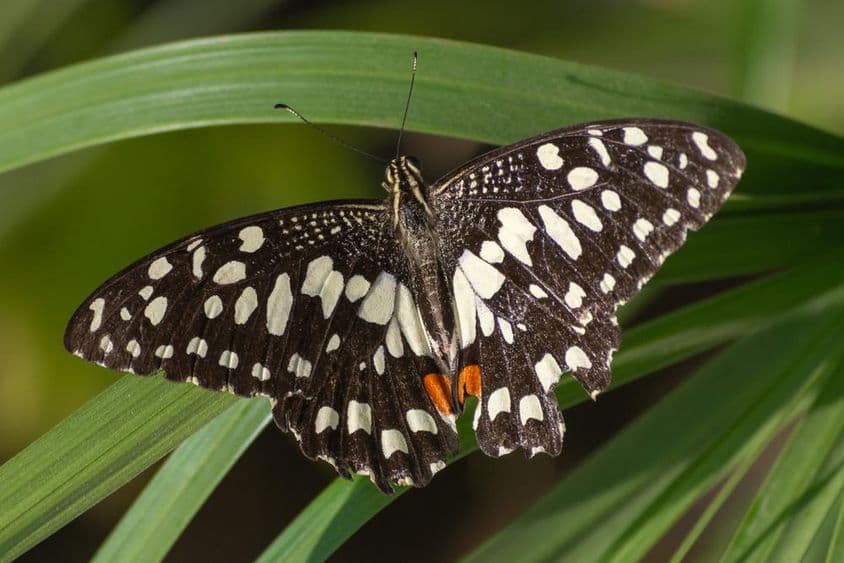 La mariposa cola de golondrina ajedrezada sobre una flor roja (Papilio demoleus) en Abu Dhabi.