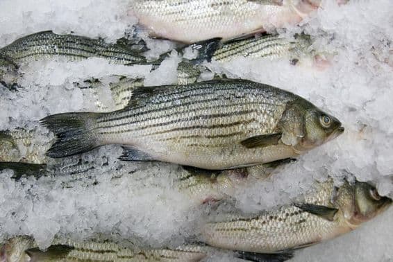 Pescado en venta, mercado de mariscos.