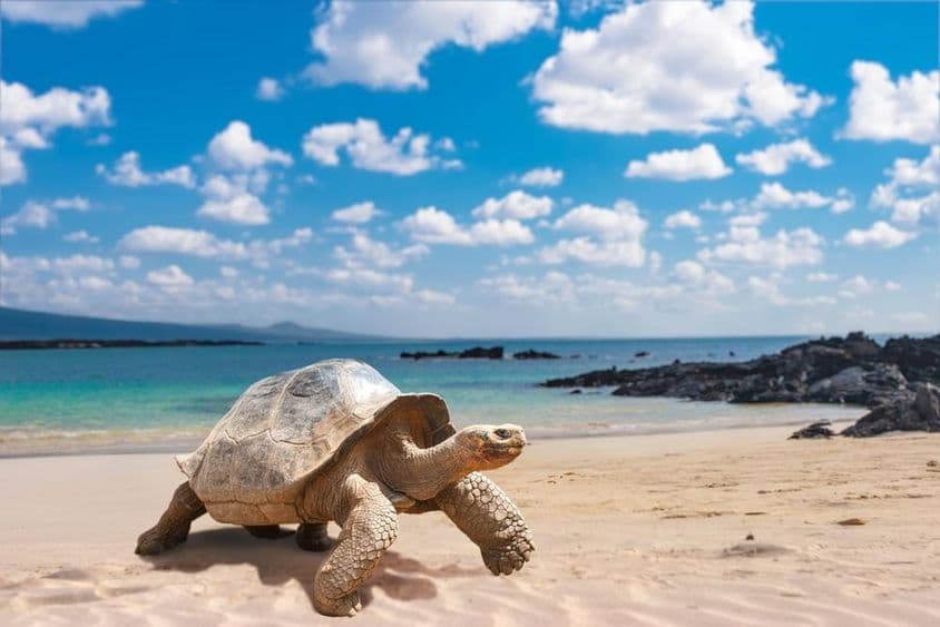 Islas Galápagos, tortuga de Galápagos.