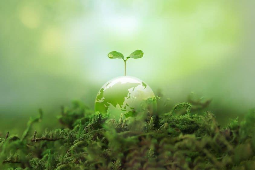 Un nuevo brote creciendo en la Tierra.